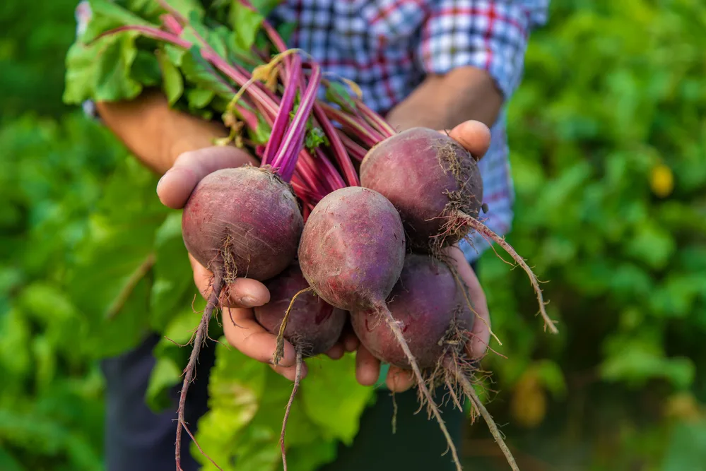 A man farmMan Farmer Holds Beets His Hands Selective Focus Nature — Stock Photo, Image
