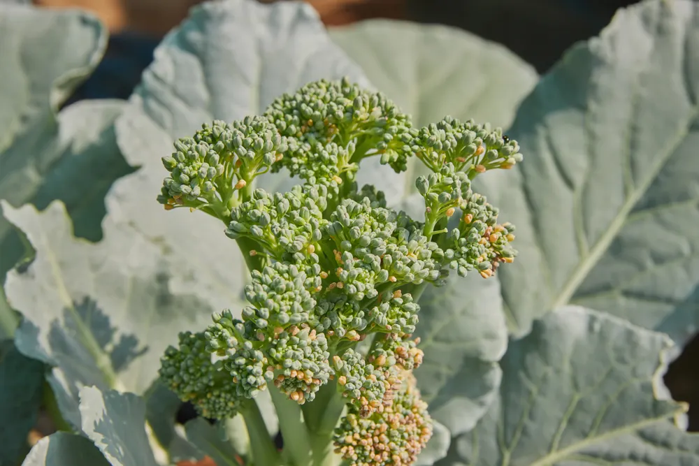 Center Frame Broccoli Head Broccoli Leaves Natural Sun Light — Stock Photo, Image