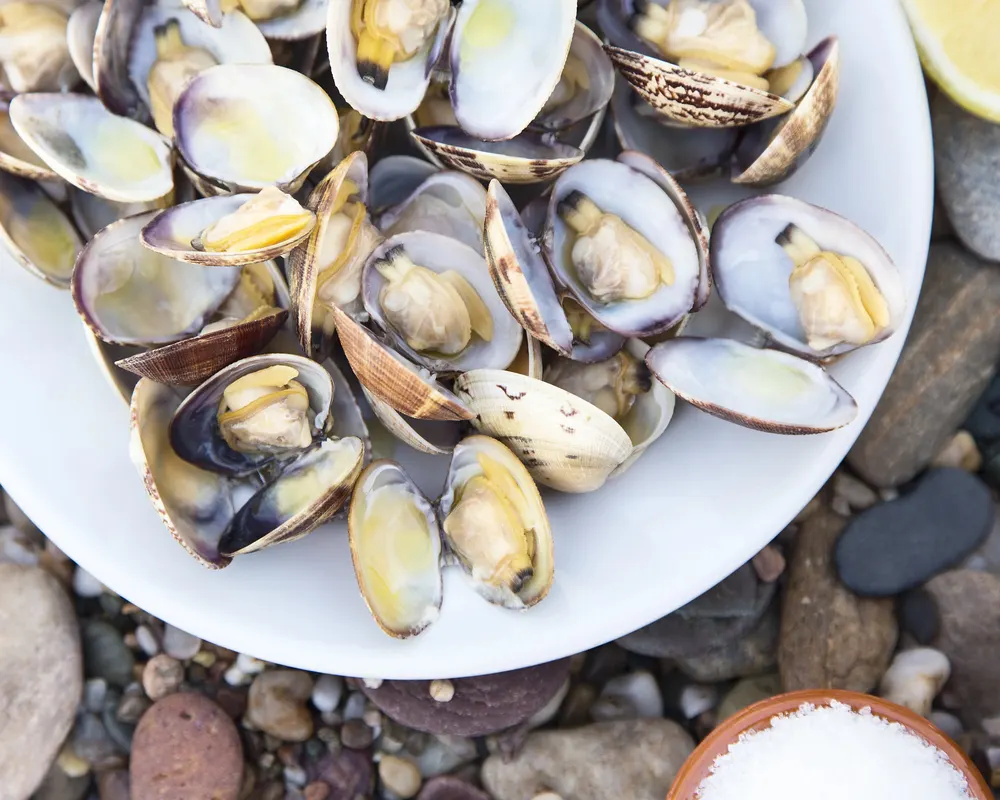 Cooked Clams — Photo