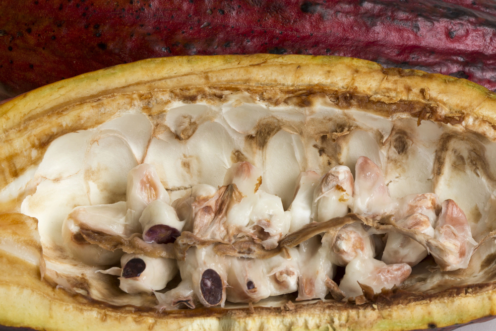 Close Cocoa Pulp Theobroma Cacao Whole Fruit Background Chocolate Basic — Stock Photo, Image