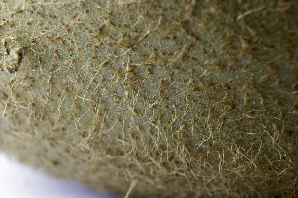 Brown Hairy Kiwi Skin Macro Closeup Photo Piece Kiwi Black — Stock Photo, Image