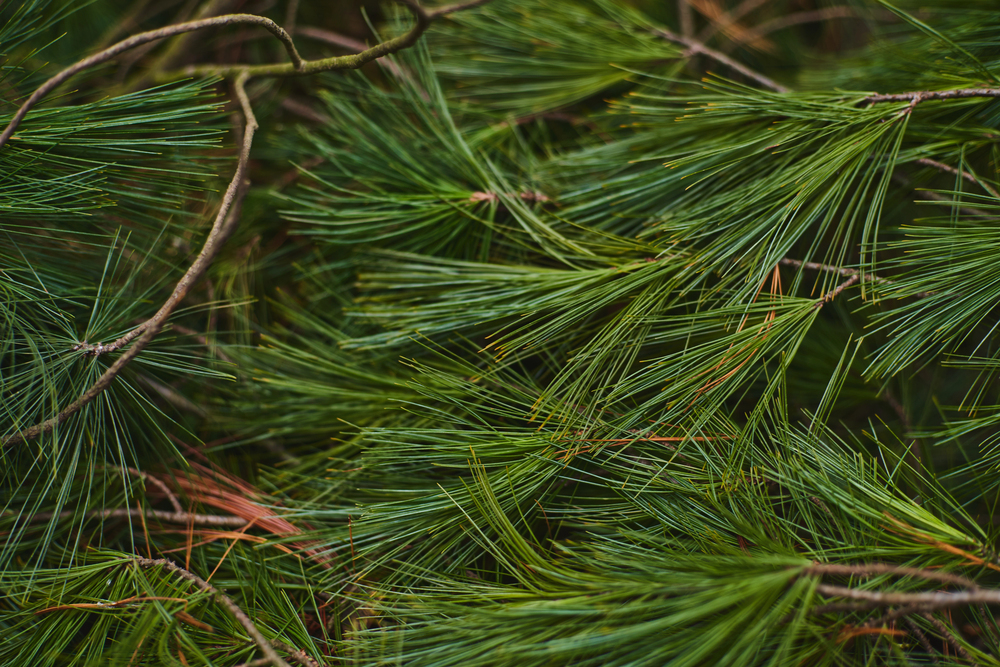 Texture Pine Needles Bright Green Young Pine Branches Needles — Stock Photo, Image