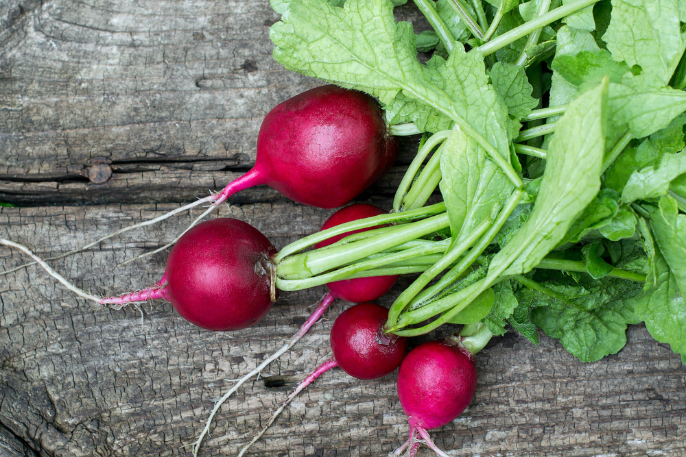 Bunch of washed fresh radishes on dark cracked boards — Stock Photo, Image