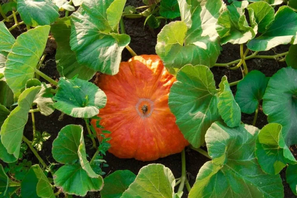 Orange pumpkin in the field — Stock Photo, Image