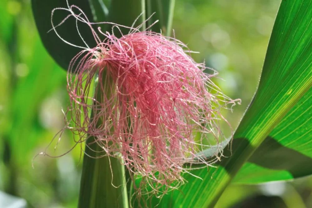 Corn silk — Stock Photo, Image