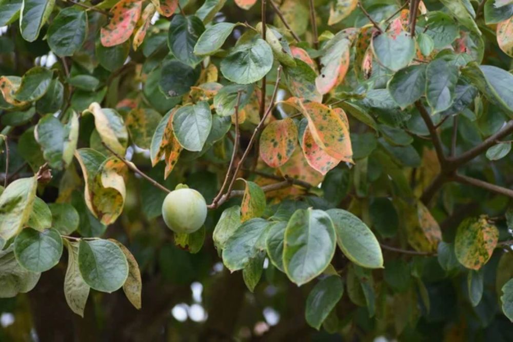Autumn Leaves Persimmon Ebenaceae Deciduous Fruit Trees — Stock Photo, Image