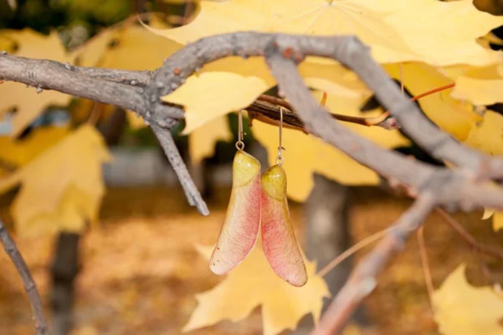 Handmade Epoxy Resin Jewelry Maple Seeds Earrings Natural Habitat Autumn — Stock Photo, Image
