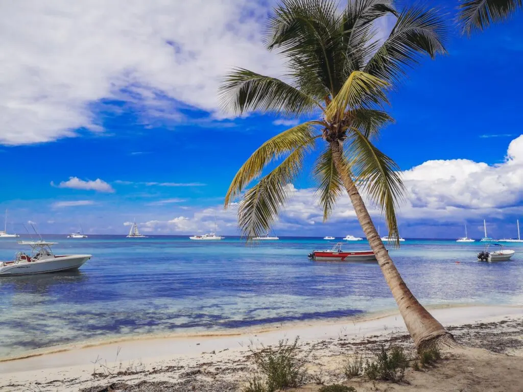 A beach with palm tree in an exotic local