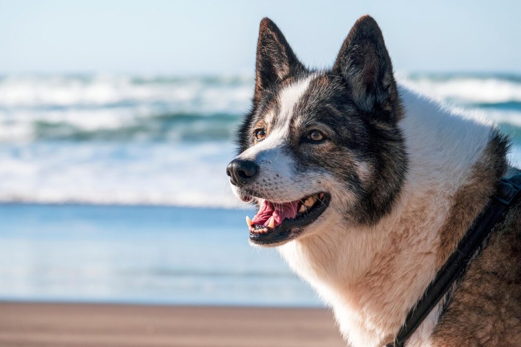 A black and white dog on the beach