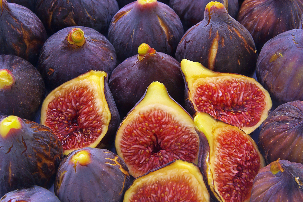 Feige - fig 06a — Photo