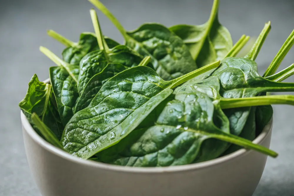 Organic Fresh Wet Spinach Leaves White Bowl — Stock Photo, Image