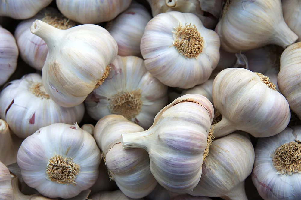 Garlic background — Stock Photo, Image