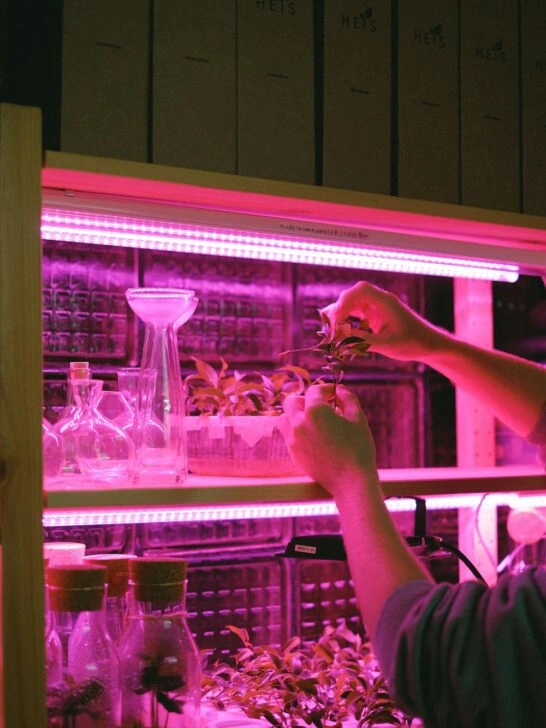 A person putting plants under grow lights as part of their urban gardening set up.