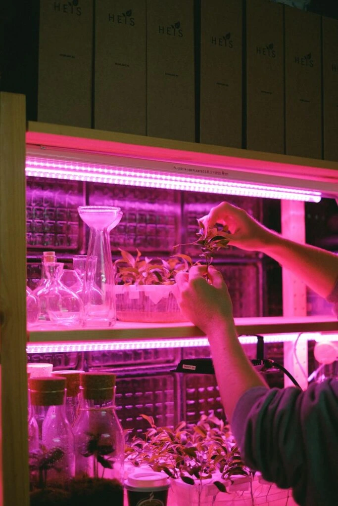 A person putting plants under grow lights as part of their urban gardening set up.