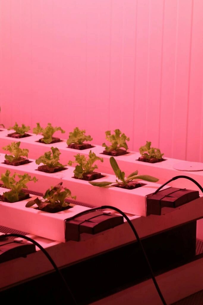 close up image of plants growing under grow lights