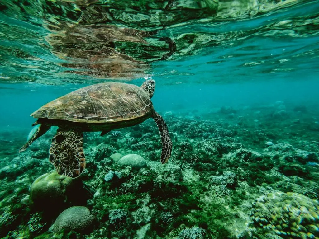 A sea turtle swimming in the ocean. Knowing how to protect the ocean and taking steps to do so will help marine animals and ourselves.
