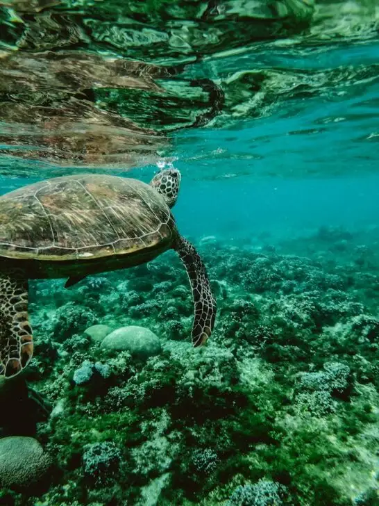 A sea turtle swimming in the ocean. Knowing how to protect the ocean and taking steps to do so will help marine animals and ourselves.