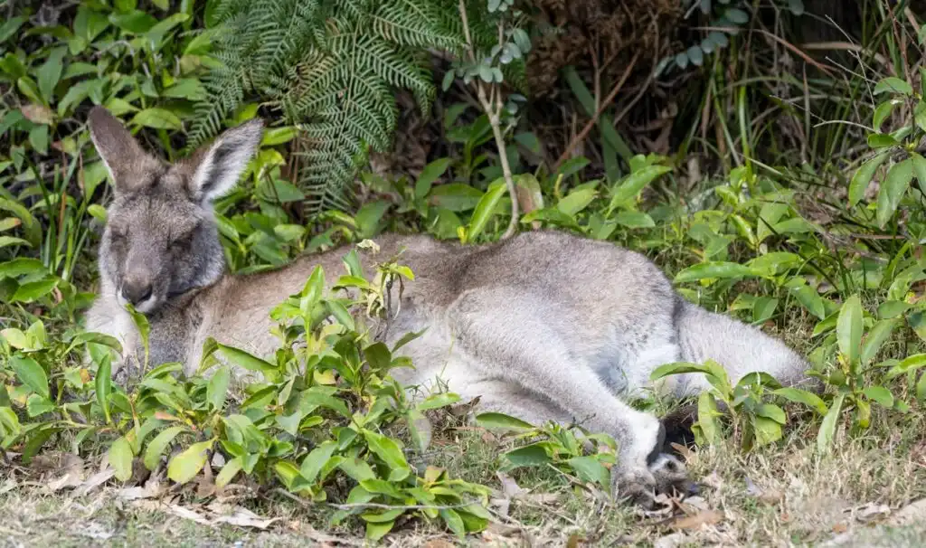 A kangaroo napping in the bushes