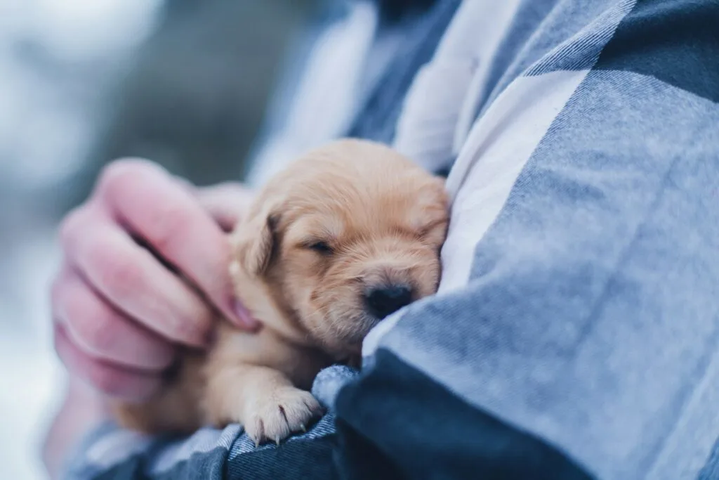 A person bringing home a tiny pup while holding it in their arms.