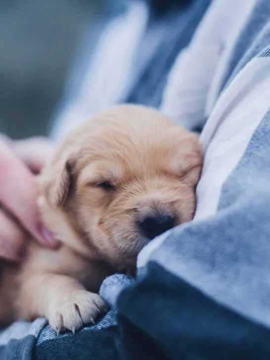 A person bringing home a tiny pup while holding it in their arms.