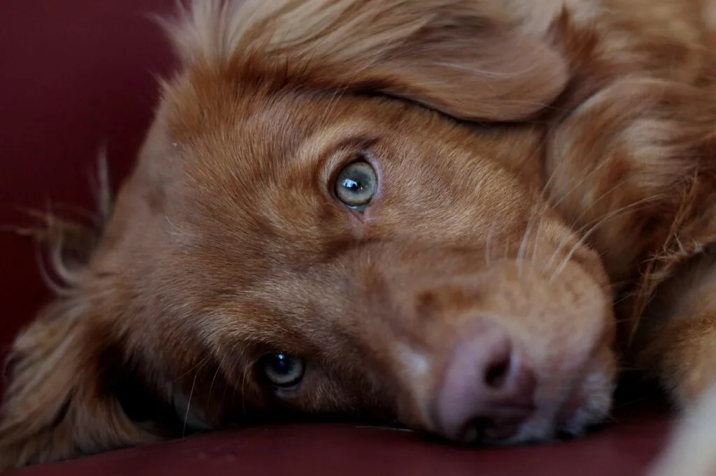 Close up of a puppy's face with green eyes and red coat