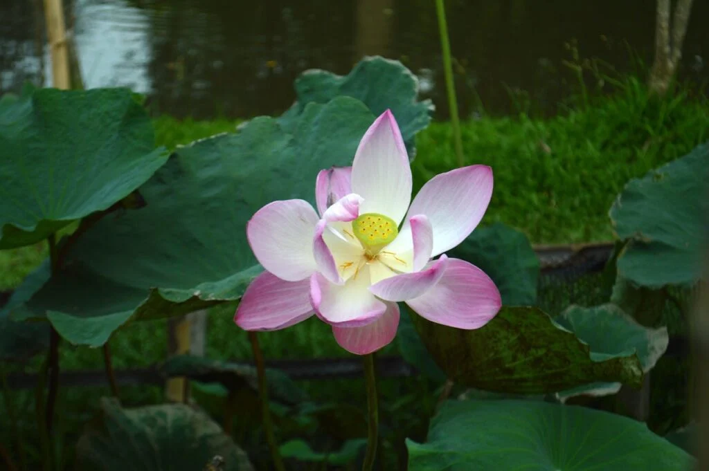 Pink lotus flower symbolizing purity and growth, representing the connection between symbolic language and personal transformation.
