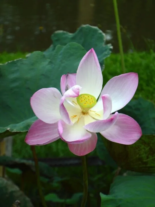 Pink lotus flower symbolizing purity and growth, representing the connection between symbolic language and personal transformation.
