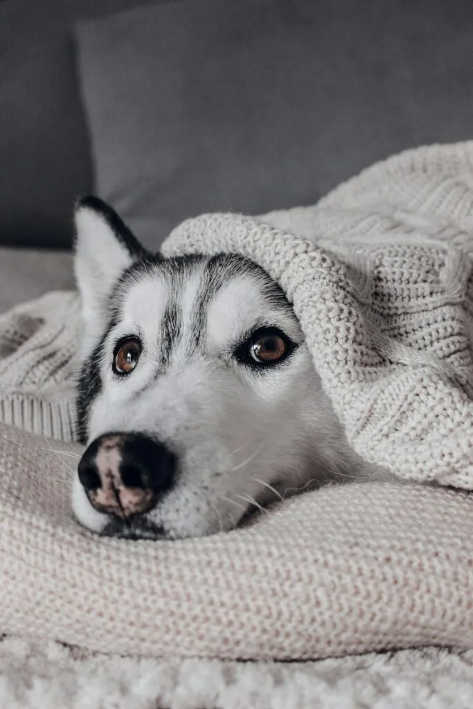 a dog with its head sticking out form its blanket