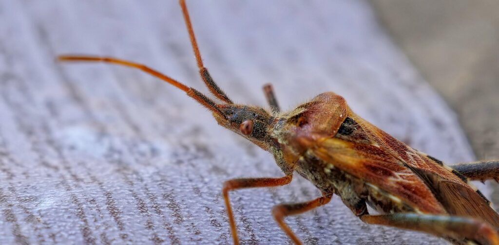 A close up of a bedbug, an insect everyone dreads having, that show the importance of knowing natural bed bug solutions.