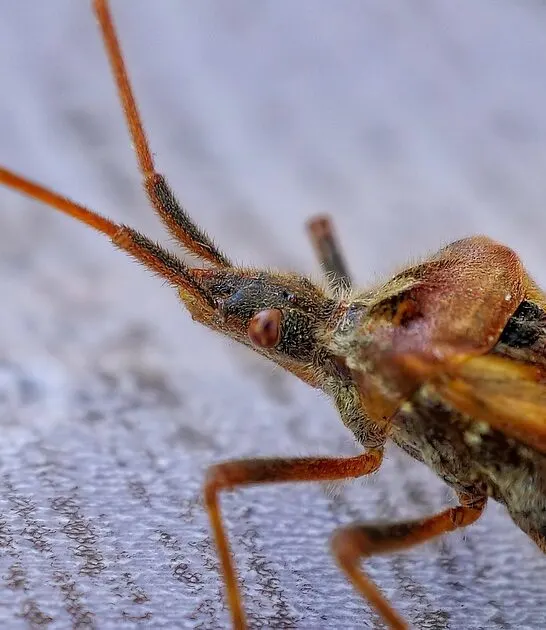 A close up of a bedbug, an insect everyone dreads having, that show the importance of knowing how to fight bedbugs,