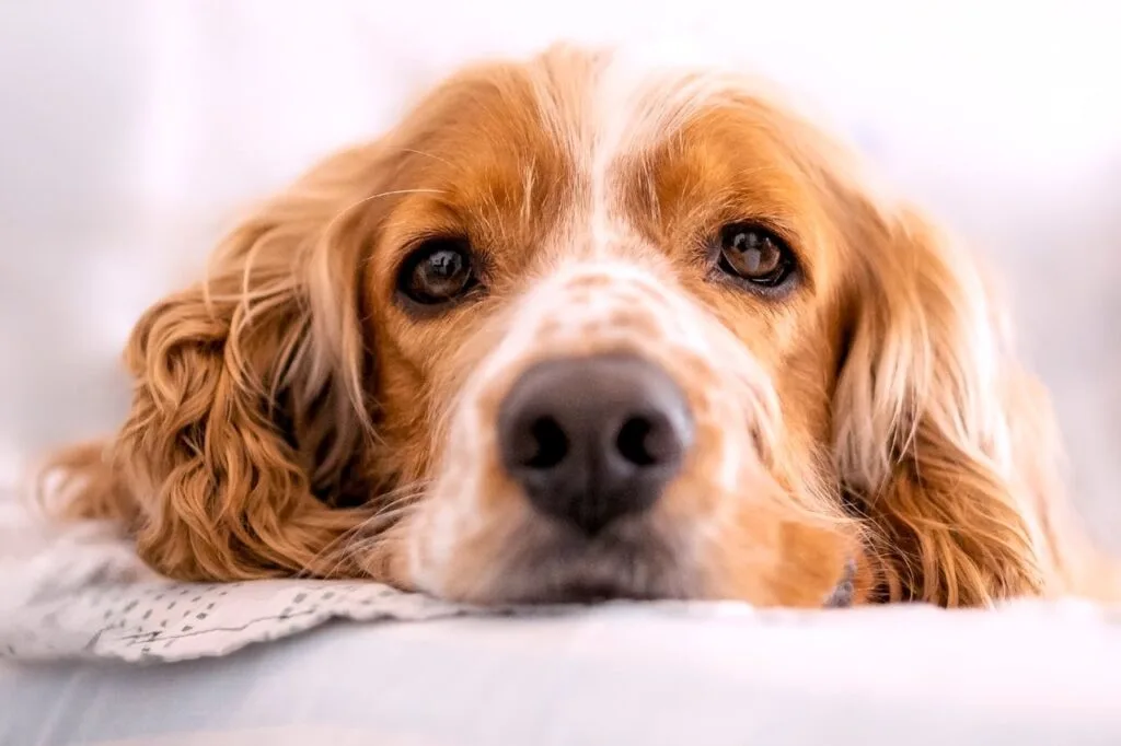 A Cocker Spaniel resting on a soft blanket, showing the gentle comfort of caring for your dog after surgery.
