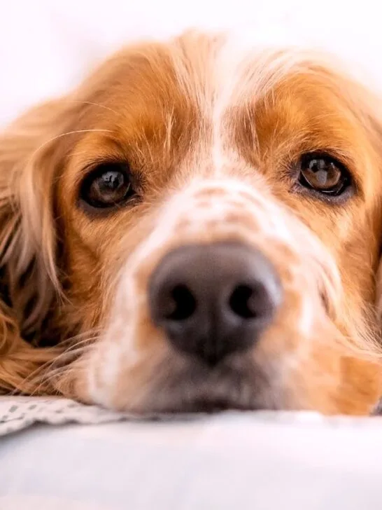 A Cocker Spaniel resting on a soft blanket, showing the gentle comfort of caring for your dog after surgery.