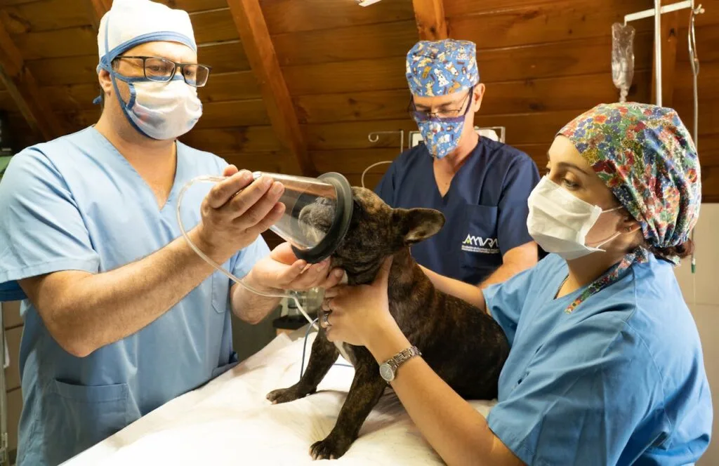 Veterinarians preparing a small dog for surgery, placing an anesthesia mask while ensuring the pet&rsquo;s safety and comfort in the operating room.