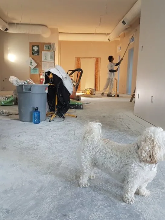 Small white dog standing in a room undergoing renovation while workers paint walls, illustrating real-life home repair tips in action.
