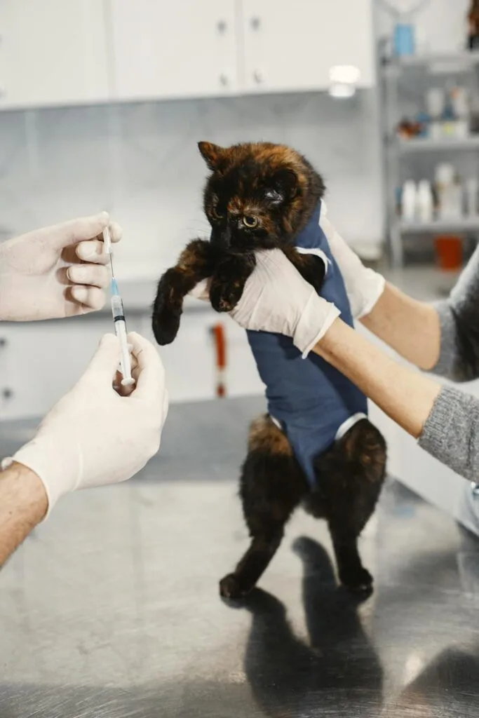 Veterinary staff gently restraining a kitten during an emergency vet visit for urgent medical care.