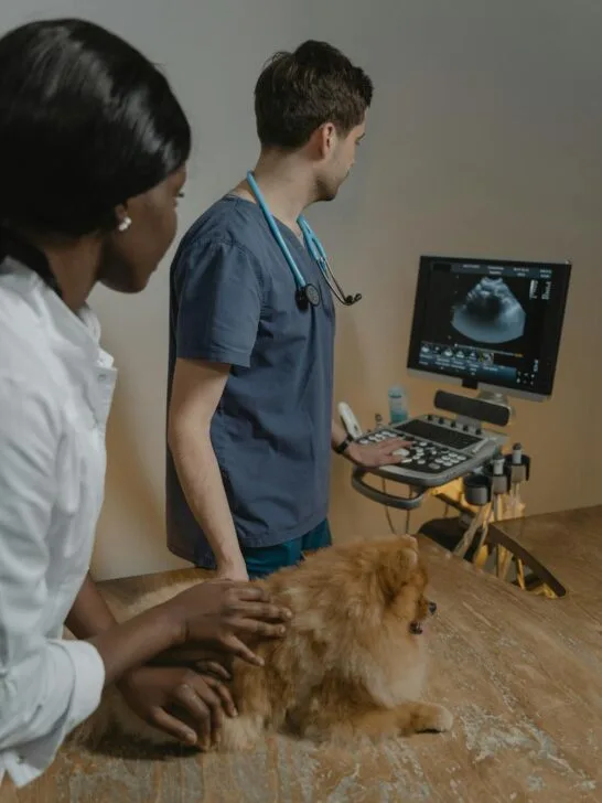 Veterinarians performing an ultrasound exam on a small dog inside a modern veterinary clinic.