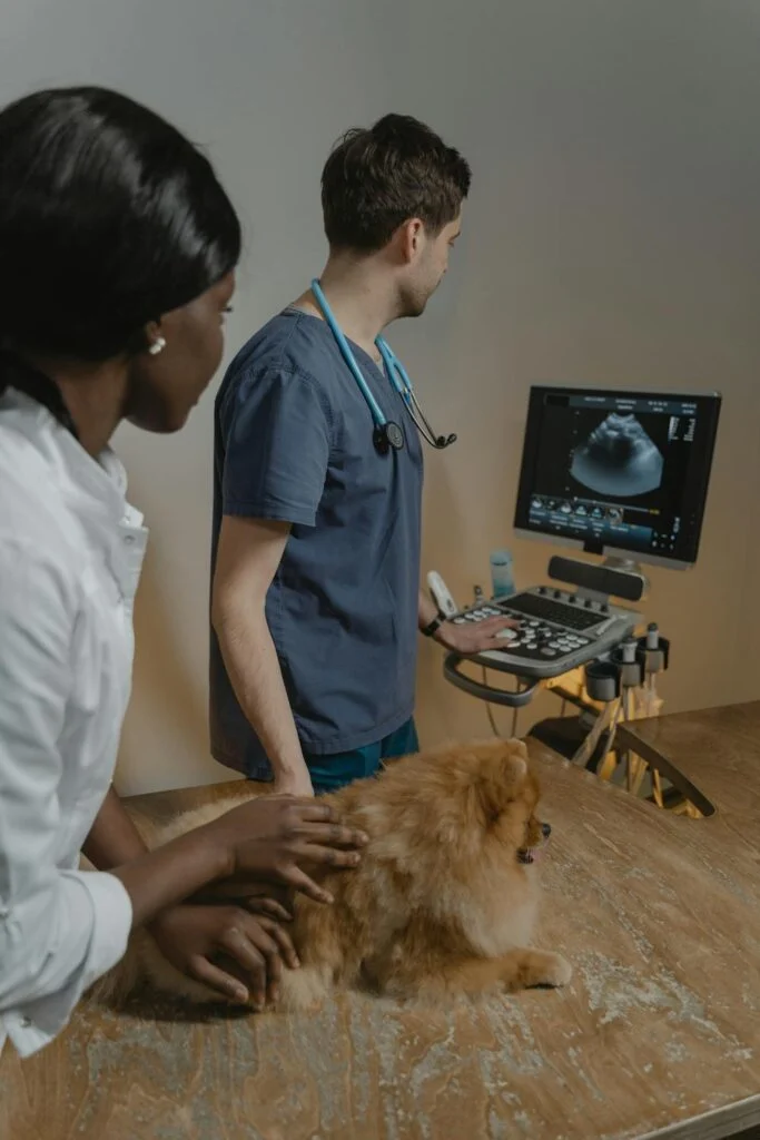 Veterinarians performing an ultrasound exam on a small dog inside a modern veterinary clinic.