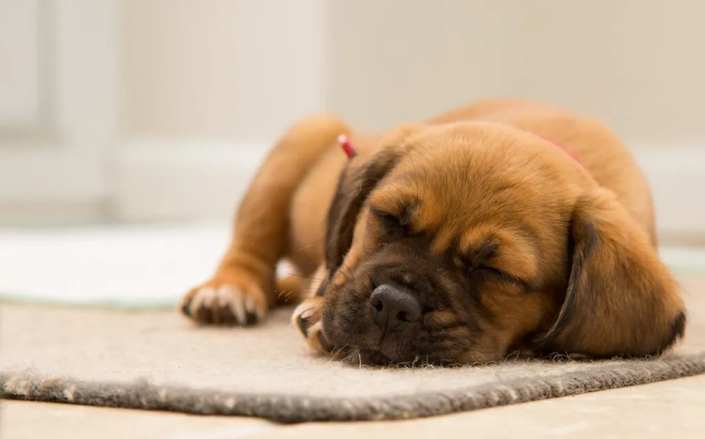 Sleeping puppy resting on a rug inside a rental home, showing how pets fit into apartment living