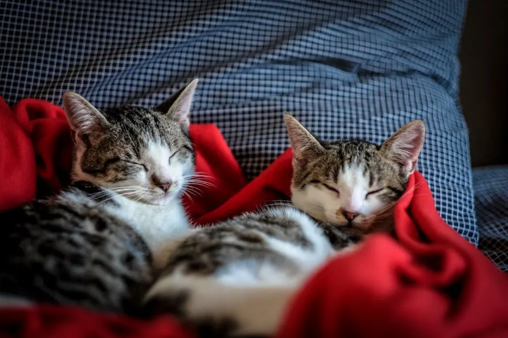 Two cats sleeping peacefully together on a red blanket, showing calm bonding behavior and trust.
