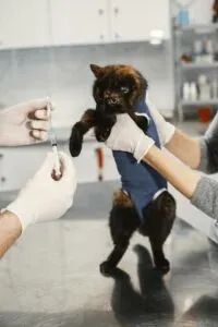Veterinarian examining a cat during a medical visit, illustrating cat behavior and health clues that can signal underlying illness.
