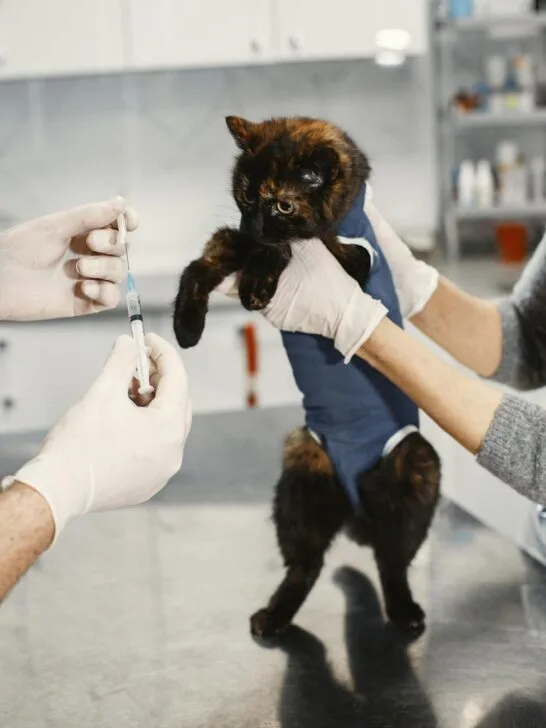Veterinarian examining a cat during a medical visit, illustrating cat behavior and health clues that can signal underlying illness.