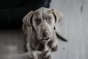 Gray puppy sitting on the floor looking up with soft blue eyes, representing a pet that may need liquid pet medications for fast, gentle relief