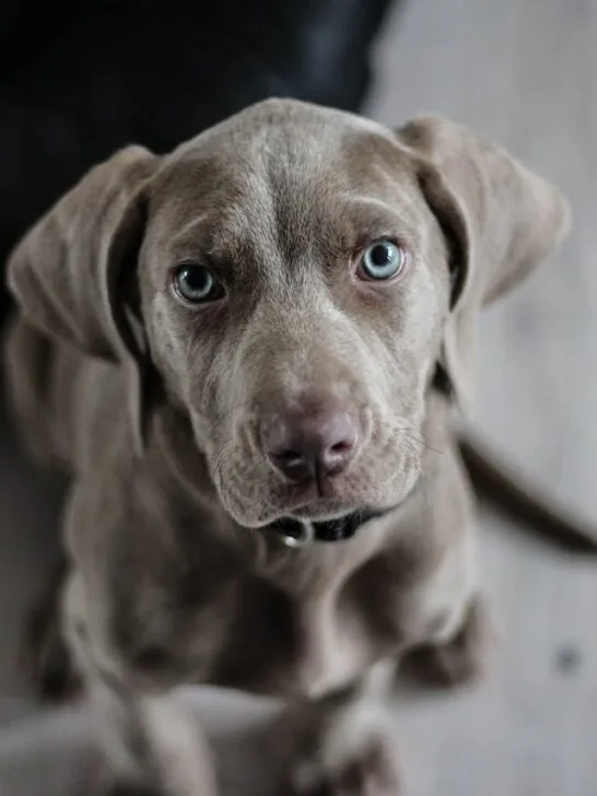 Gray puppy sitting on the floor looking up with soft blue eyes, representing a pet that may need liquid pet medications for fast, gentle relief