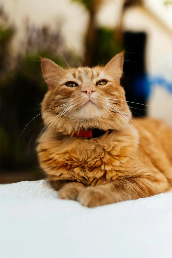 Relaxed orange tabby cat lying comfortably on a blanket outdoors with eyes half closed, showing a calm and healthy recovery moment