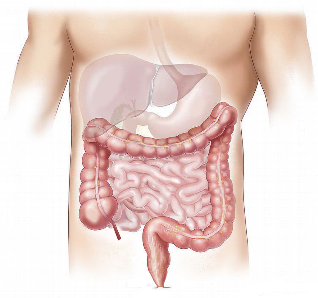 Illustration of the human digestive system highlighting the colon for a colonoscopy screening procedure
