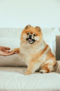 Happy Pomeranian giving paw during training, showing easy DIY dog care hacks for bonding and daily routines at home