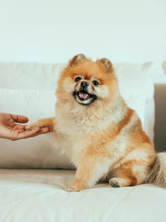 Happy Pomeranian giving paw during training, showing easy DIY dog care hacks for bonding and daily routines at home