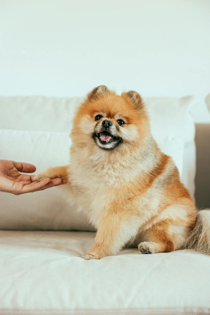 Happy Pomeranian giving paw during training, showing easy DIY dog care hacks for bonding and daily routines at home