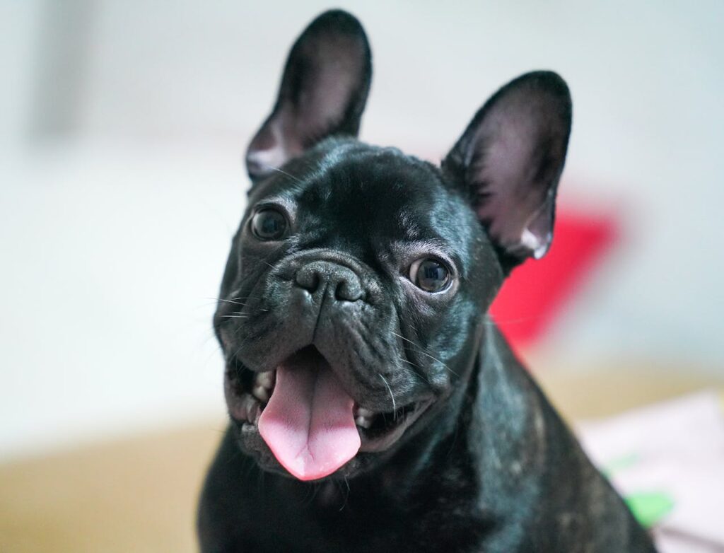Best small dog breeds for families with kids, happy French Bulldog close-up with tongue out