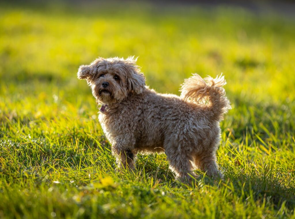 A fluffy Cavapoo standing in the grass, a breed that is often mentioned as one of the best small dog breeds for families with kids 